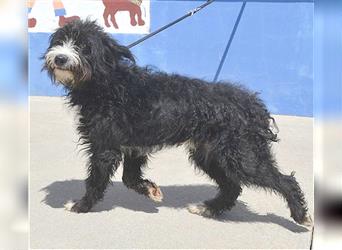 superlieber Wasserhund BILLY - 1 Jahr, 46cm/14kg