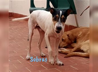 Sobras 06/2013 (ES - Pflegestelle) - sehr sozialer und verschmuster Bodeguero