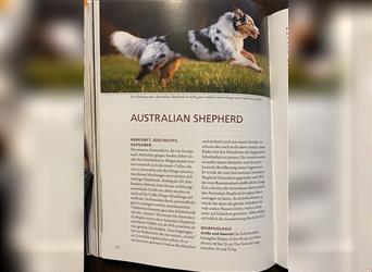 Australian Shepherd Welpen