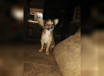 Chihuahua Welpe Hündin