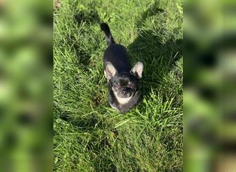 Chihuahua Rüde sucht neues Zuhause