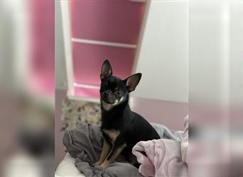 Chihuahua Rüde sucht neues Zuhause