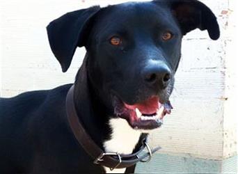 OREO - Traumrüde mit Therapiehund Potiental sucht Familie