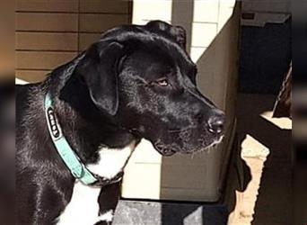 OREO - Traumrüde mit Therapiehund Potiental sucht Familie