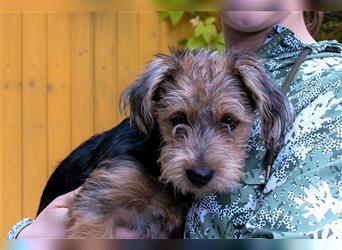 "STROLCH" süßer Yorkshire Terrier-Mix 27 cm - neu auf Pflegestelle in 51429 Bensberg