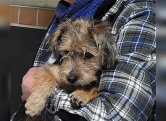 "STROLCH" süßer Yorkshire Terrier-Mix 27 cm - neu auf Pflegestelle in 51429 Bensberg