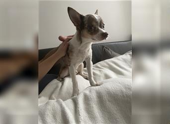 Chihuahua Rüde reinrassig