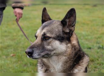 Dax – Hundeopa auf der Suche nach Ort für den Ruhestand!