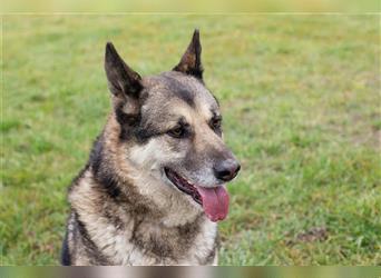 Dax – Hundeopa auf der Suche nach Ort für den Ruhestand!