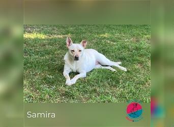 Samira – liebevolle Hündin sucht Lebensplatz