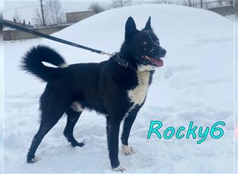 Rocky6 02/20 (RUS) - charismatischer, energischer und verspielter Rüde