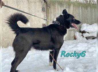 Rocky6 02/20 (RUS) - charismatischer, energischer und verspielter Rüde