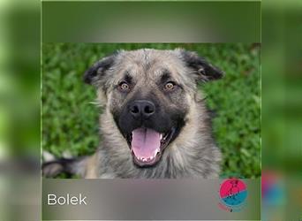 Bolek – mit Fröhlichkeit und Energie, klettert er sich in dein Herz!