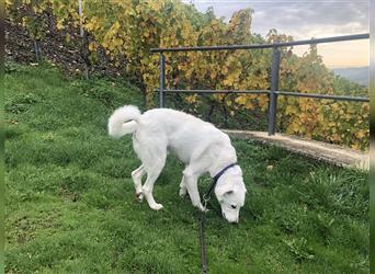 Bianchino: Gute Laune -Hund wartet im Rheinland