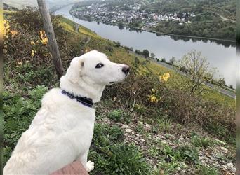 Bianchino: Gute Laune -Hund wartet im Rheinland