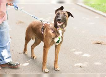 Apachi ist eine temperamentvolle junge Hundedame und benötigt aktive Menschen - Tierhilfe Franken