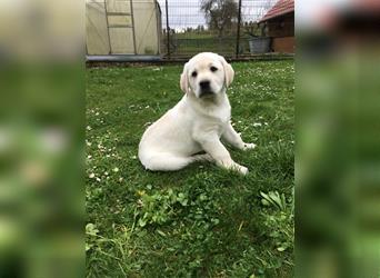 Labrador Welpen weiss