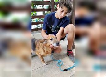 Hund Mirca ❤️(8 Jahre) sehr liebevoll & mag Katzen