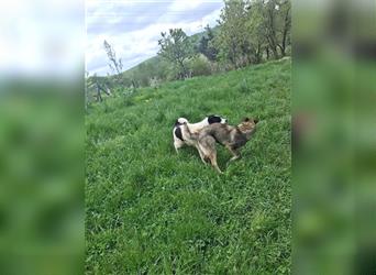 Sarplaninac-Schäfer Mischlings Rüde  Findus (Herden Schutzhund) Sucht ein erfahrenes zuhause