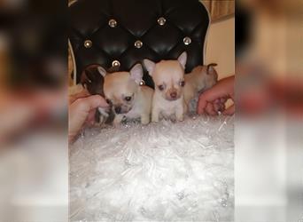 Zuckersüße Mini Chihuahuawelpen ❤️