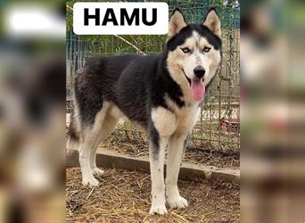 Hamu sucht erfahrene Menschen