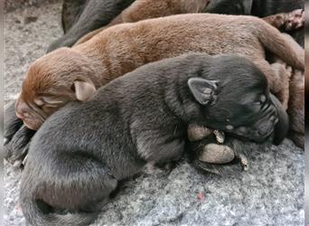 Labradorwelpen reinrassig braun /schwarz