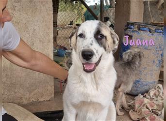 Juana 05/22 (ES) - neugieriger, verschmuster und verspielter Welpe