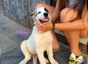 Juana 05/22 (ES) - neugieriger, verschmuster und verspielter Welpe