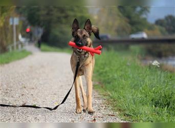 Dringend !! LOKI, Malinois (belgischer Schäferhund) sucht eine Zuhause