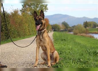 Dringend !! LOKI, Malinois (belgischer Schäferhund) sucht eine Zuhause