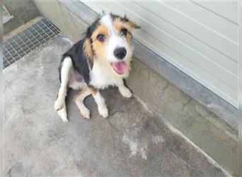 Kiko: perfekter Anfängerhund -gerne auch Pflegestelle