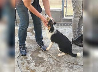 Kiko: perfekter Anfängerhund -gerne auch Pflegestelle