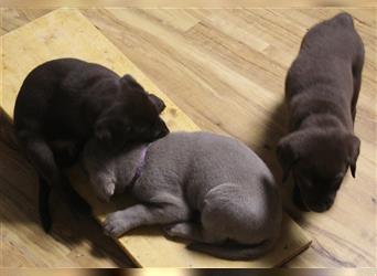 Labrador Welpen Reinrassig mit Ahnentafel (Papiere) Braun und Silber-Grau