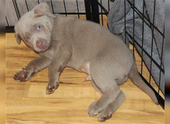 Labrador Welpen Reinrassig mit Ahnentafel (Papiere) Braun und Silber-Grau