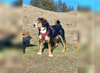Appenzeller-Sennenhund sucht neues Zuhause