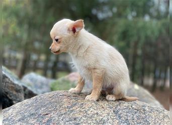 Chihuahua ( Pomchi) Welpen.