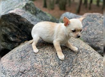 Chihuahua Welpen.
