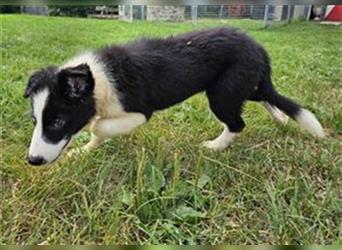 Border Collie Welpen - Rüden und Hündinnen