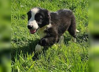 Border Collie Welpen - Rüden und Hündinnen