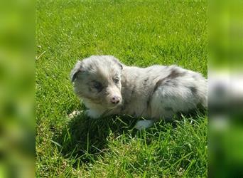 Border Collie Welpen - Rüden und Hündinnen