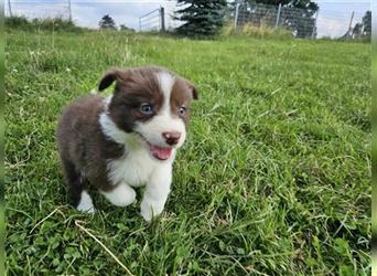 Border Collie Welpen - Rüden und Hündinnen