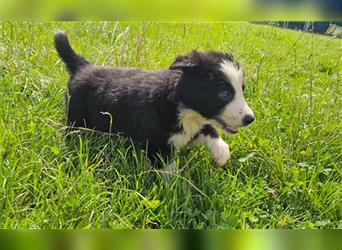 Border Collie Welpen -  Rüde und Hündin