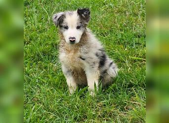 Border Collie Welpen -  Rüde und Hündin