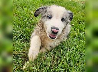 Border Collie Welpen - Rüden und Hündinnen