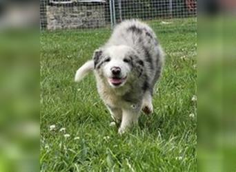 Border Collie Welpen - Rüden und Hündinnen