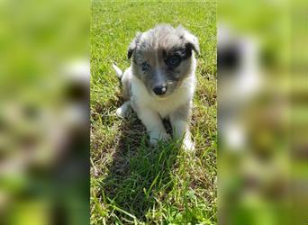 Border Collie Welpen - Rüden und Hündinnen