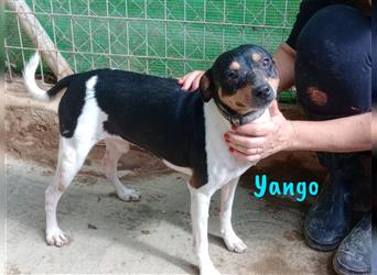 Yango 03/2020 (ES) - sozialer und verträglicher Ratonero Bodeguero Andaluz