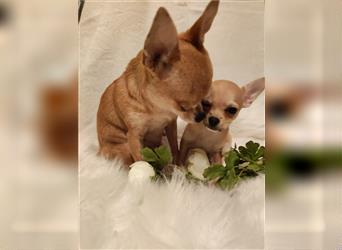 Chihuahua Welpen kurzhaar
