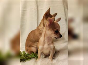 Reinrassige kleinbleibende Chihuahuawelpen