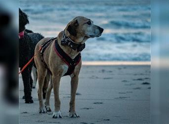 Liebenswertes Goldstück "Mel" sucht tolle Menschen mit Hund
